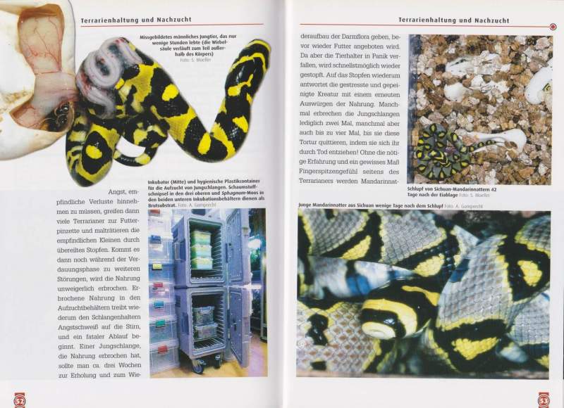 Preview: Die Mandarinnatter